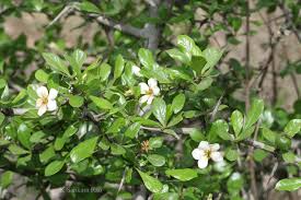 Image result for Catunaregam