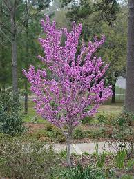 Tree with purple flowers texas. Small Trees For Big Impacts East Texas Gardening