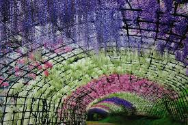 Surreal Wisteria Flower Tunnel In Japan Wisteria Tunnel Wisteria Kitakyushu