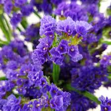 We did not find results for: Market Flowers Marketflowersmn Twitter