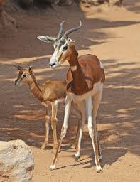 Zoo Born