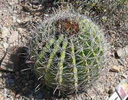 Ferocactus wislizenii, native to the deserts of texas, arizona, baja california and mexico, forms thick cylindrical columns to 6′ in height with time. Ferocactus Wislizeni Wikipedia