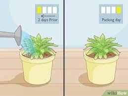 We did not find results for: 3 Easy Ways To Send Plants Wikihow