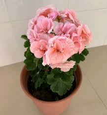 Remove the spent flowers to keep the plant looking neat and encourage further blooming. Raise These 5 Kinds Of Flowers In January And They Also Bloom Indoors In Winter With Bright Colors Elegant And Beautiful Inews