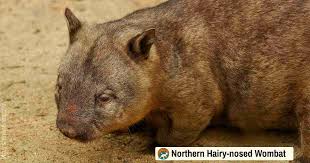 Image result for Southern hairy-nosed wombat