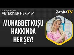 Muhabbet Kusu Nasil Beslenir Egitim Ve Bakimi Veteriner Hekimim Youtube
