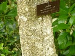 Image result for Drypetes mossambicensis
