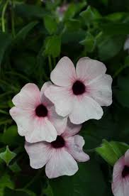 Image result for Thunbergia