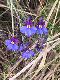 Image result for Monopsis decipiens