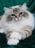 Jahaad | Birman Breeder in Warrenton, VA - Kittens for Sale