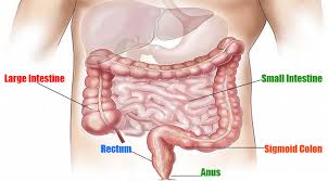 Pasttenses is best for checking hindi translation of english terms. à¤› à¤Ÿ à¤† à¤¤ à¤¸ à¤œ à¤¡ 70 à¤…à¤¦ à¤­ à¤¤ à¤¤à¤¥ à¤¯ Small Intestine In Hindi