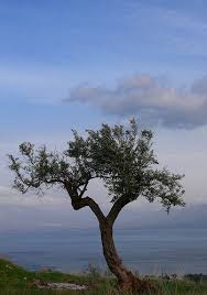 Elia Greece Olive Tree Visiting Greece