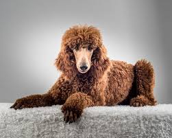 Hair was left intact around the chest and joints only to protect the poodle's organs and prevent injury. Poodles Don T Shed Well Sorta The 411 On Poodle Coats Galavanting Poodles