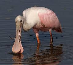 Local Birds Of Central Florida The Roseate Spoonbill Is A Gregarious Wading Bird Of The Ibis And Spoonbill Family It Is A Resident B Coastal Birds National Wildlife Refuge Roseate Spoonbill