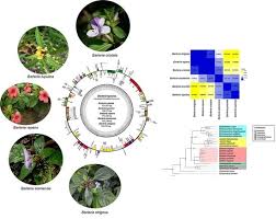 Image result for Barleria sp. D (near holubii)