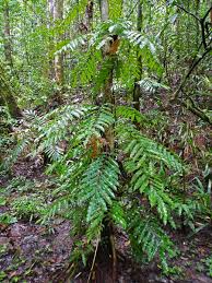 Image result for Lomariopsis