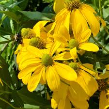 Image result for Rudbeckia laciniata