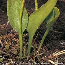 Image result for Ophioglossum vulgatum