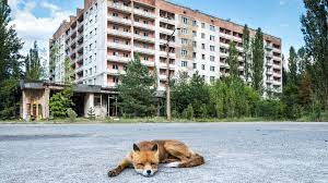 What caused the chernobyl accident? 8 Facts About The Animals Of Chernobyl Mental Floss