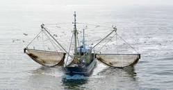 Resultado de imagen para pesca de arrastre insostenible