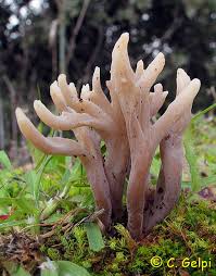 Image result for Clavulina cinerea