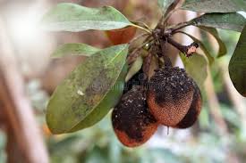 Image result for sooty mould