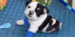 Image result for bonsai bulldog puppy