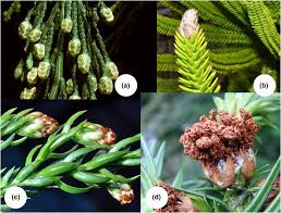 Image result for Cupressaceae
