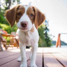 Check spelling or type a new query. Welsh Springer Spaniel Puppies For Sale