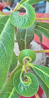 Image result for Raphionacme madiensis