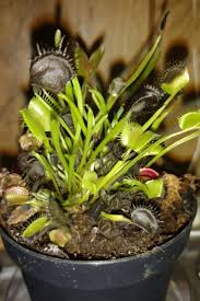 Touch a trigger hair twice, or two hairs in quick succession, and an electric charge closes the trap, its interlocking teeth forming a cage. Tips Information About Venus Fly Traps Gardening Know How