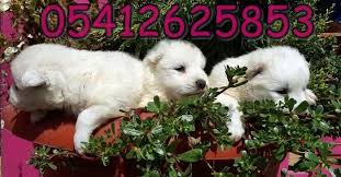 Bestdog Heaven Adli Kullanicinin Samoyed Yavru Fiyat 05412625843 Panosundaki Pin Samoyed