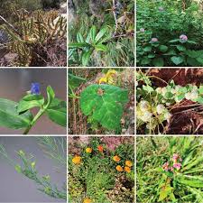 Image result for Commelina subulata