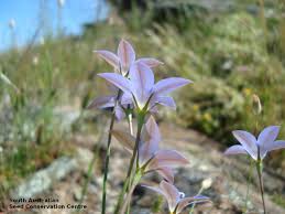 Image result for Wahlenbergia wittei