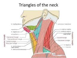 Etiqueta Escalenos En Twitter Point Of View Anatomical Crucial