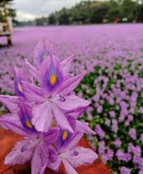 I am from kerala and i know about neelakurinji.i have been to the valley this time when the flowers bloomed.it is truly a beautiful sight to watch.neelakurinji flowers bloom once in every 12 years and they only last for few days.it bloomed last year and now we have to wait for 12 years to. Harsh Goenka On Twitter Every 12 Years The Hills Of Munnar Kerala Burst Into A Sea Of Blue Tiny Blue Flowers Called Neelakurinji Carpet The Hills Providing A Beautiful Spectacle Why Go