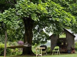 Nice Shades 7 Fast Growing Shade Trees To Slash Your Electric Bill Best Shade Trees Fast Growing Shade Trees Backyard Shade