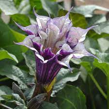 Click a button to add that quantity to your cart seed quantities can be multiplied once added to the cart. Datura Ballerina Purple Seeds Plant World Seeds