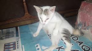 Jika yang mengejar adalah kucing putih maka. Anak Kucing Yang Mengalami Kejang Ketika Mereka Tidur Kesihatan Kucing
