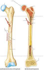 Quizlet is the easiest way to study, practise and master what you're learning. Long Bone Diagram Diagram Quizlet