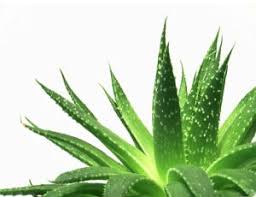 Its stems store water, creating a clear. Aloe Vera Comment La Faire Pousser Chez Nous Tout Jardin Direct