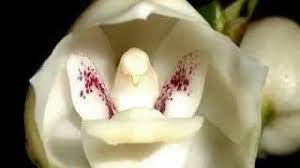 Οργισμένη η μητέρα της καρολάιν, δεν υποπτεύθηκε στιγμή τον μπάμπη. To Loyloydi Toy Agioy Pneymatos Youtube