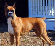 Boxer Dog Breed Facts And Personality Traits Hills Pet