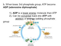 For instance, in order for a phosphate to bond to adp, a catalyst is needed. Is Energy Released When Atp Is Converted To Adp Wasfa Blog
