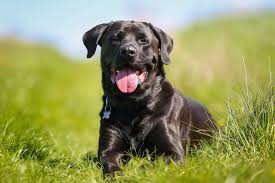 We did not find results for: Fluid In Abdomen In Dogs Symptoms Causes Diagnosis Treatment Recovery Management Cost