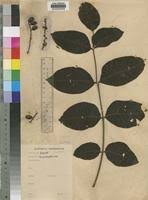 Image result for Lannea schimperi