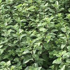 Image result for Pittosporum tenuifolium