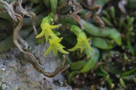 Image result for Taeniophyllum