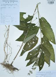 Image result for Stachys aculeolata