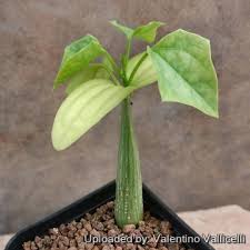 Image result for Gerrardanthus lobatus